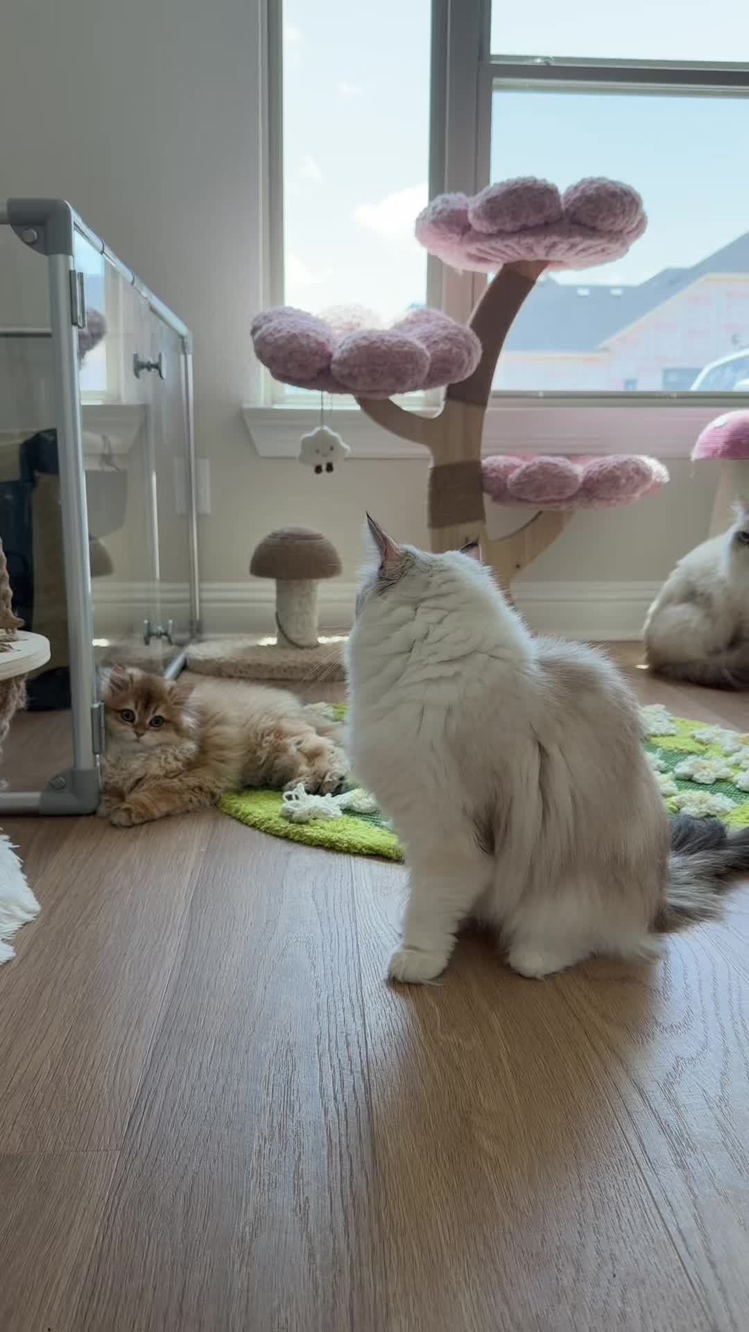 @Pearl&rsquo;s Ragdolls