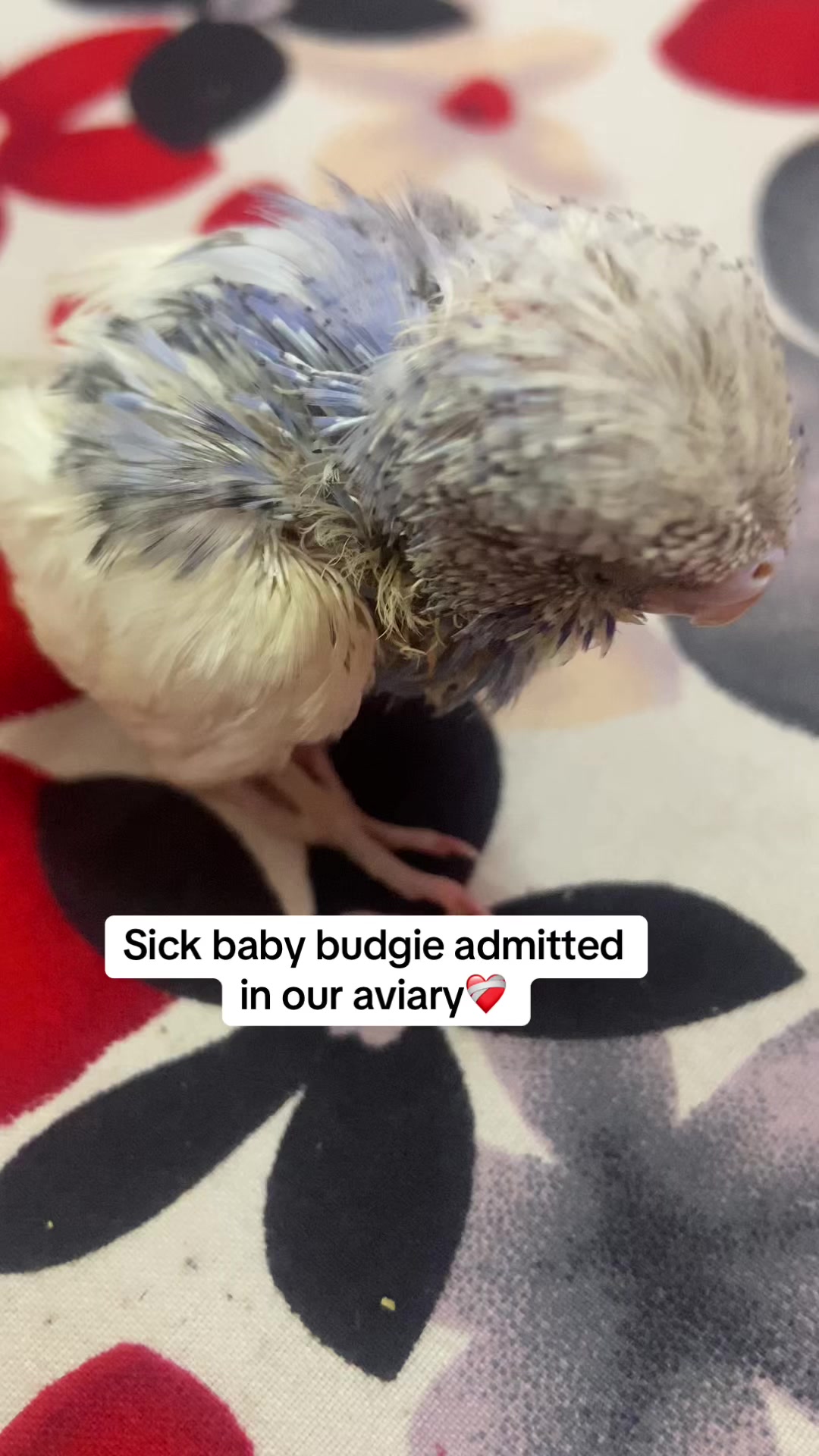 @Chatteringbeaks