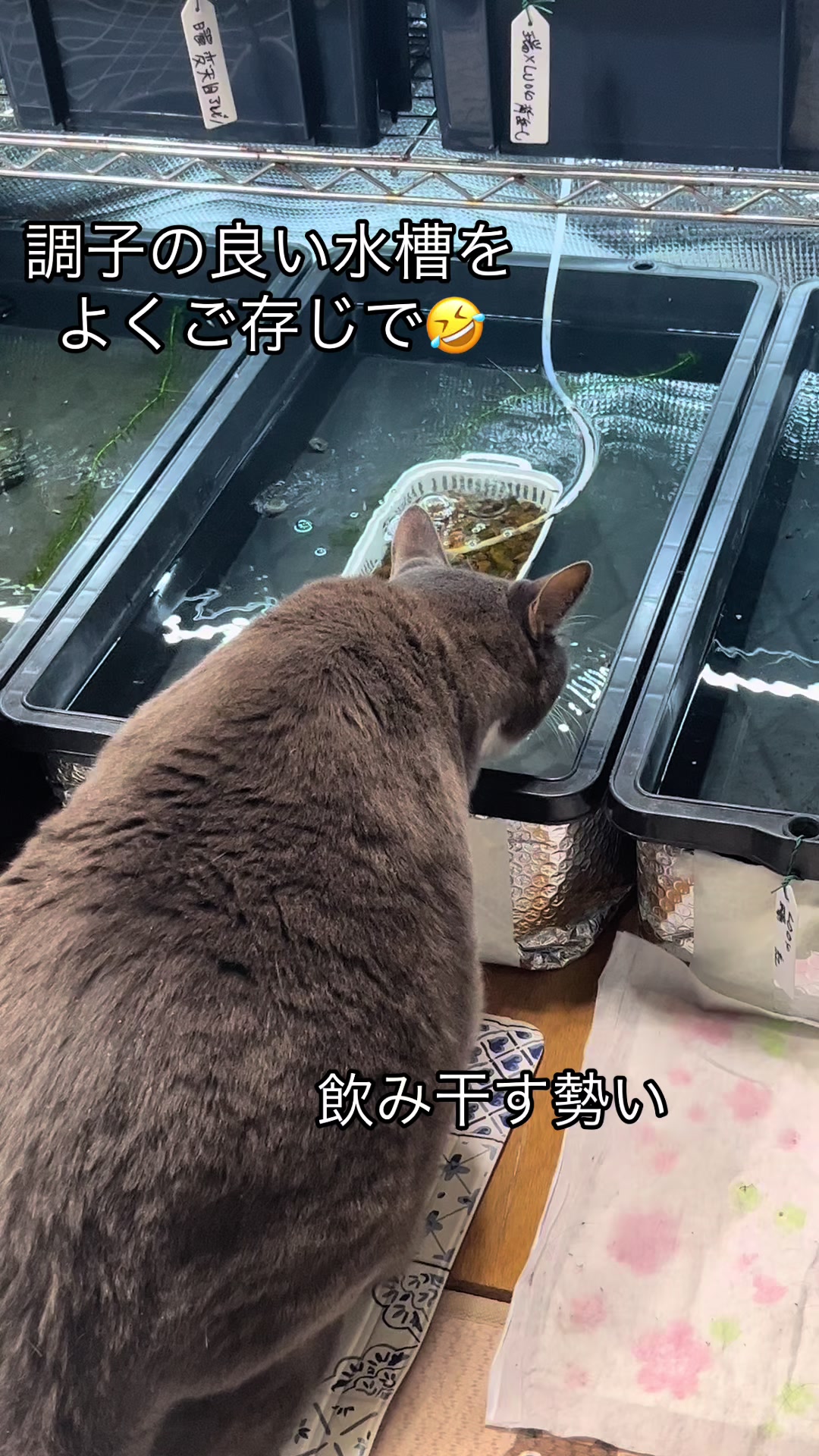 @MITSU