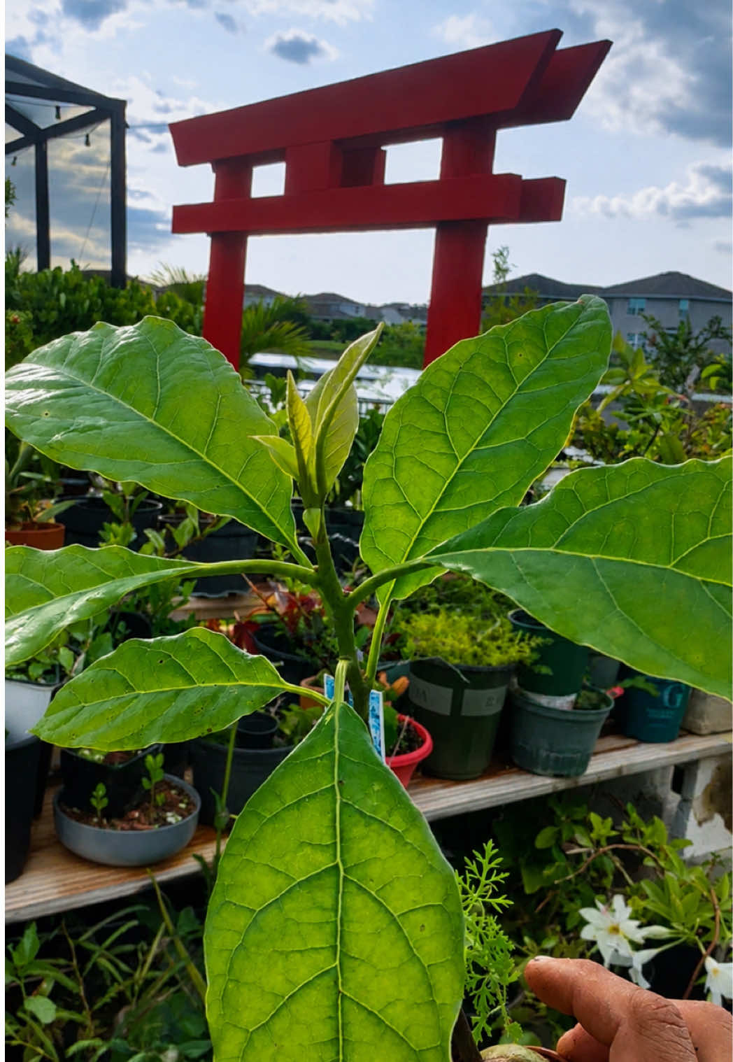 @BONZÁIMBI™️⛩️