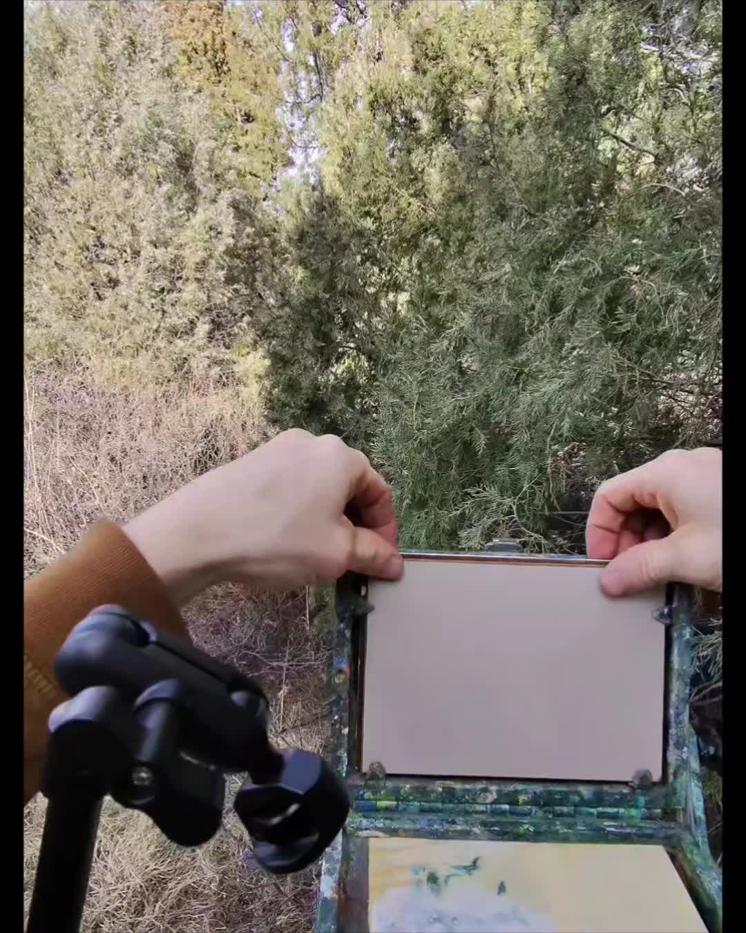 @WildBristles