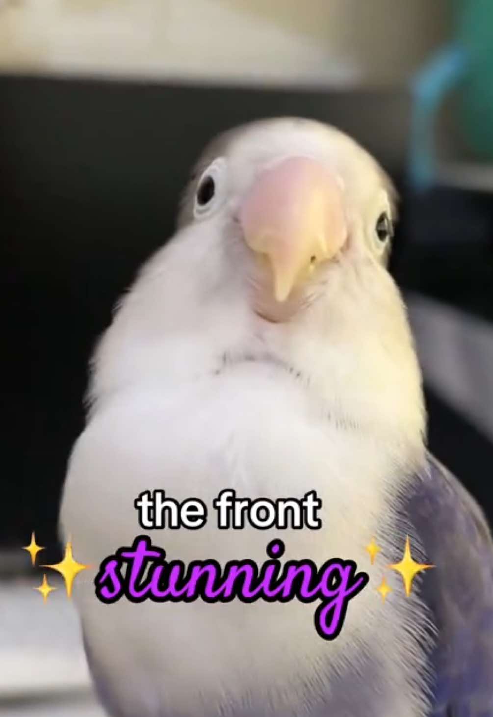 @Birdo and BB
