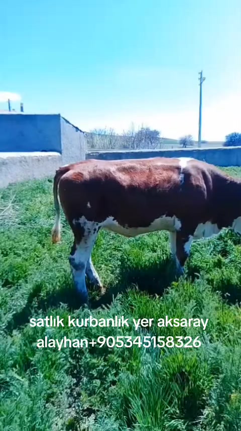 @Z̳A̳Z̳A̳O̳R̳H̳A̳N̳