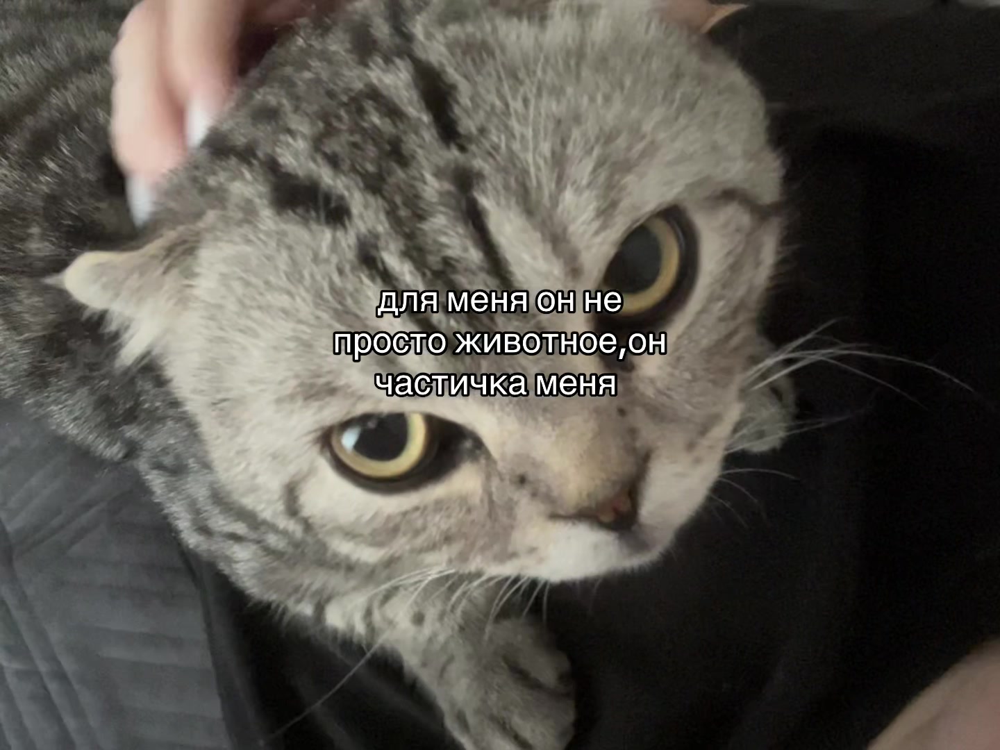 @𝑀.🐈⬛