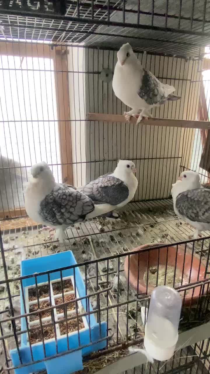 @royal birds