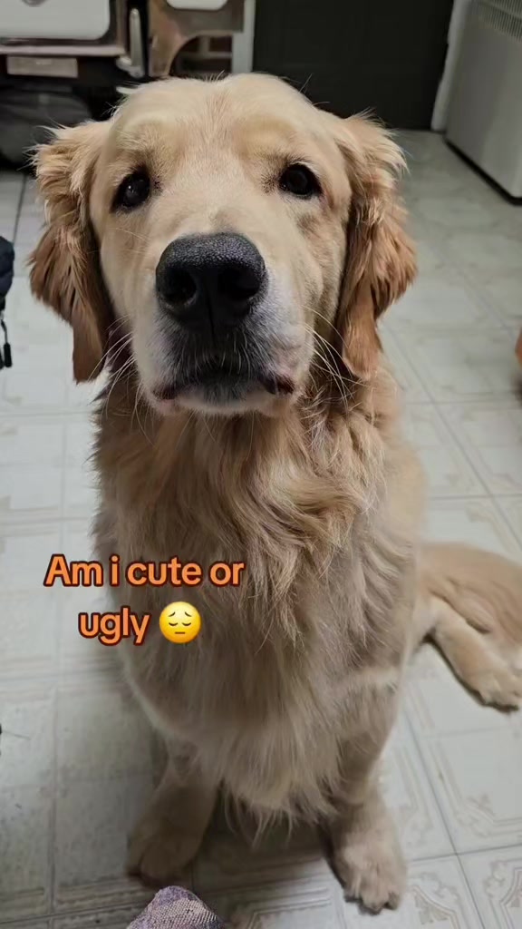 @🐶Griffin