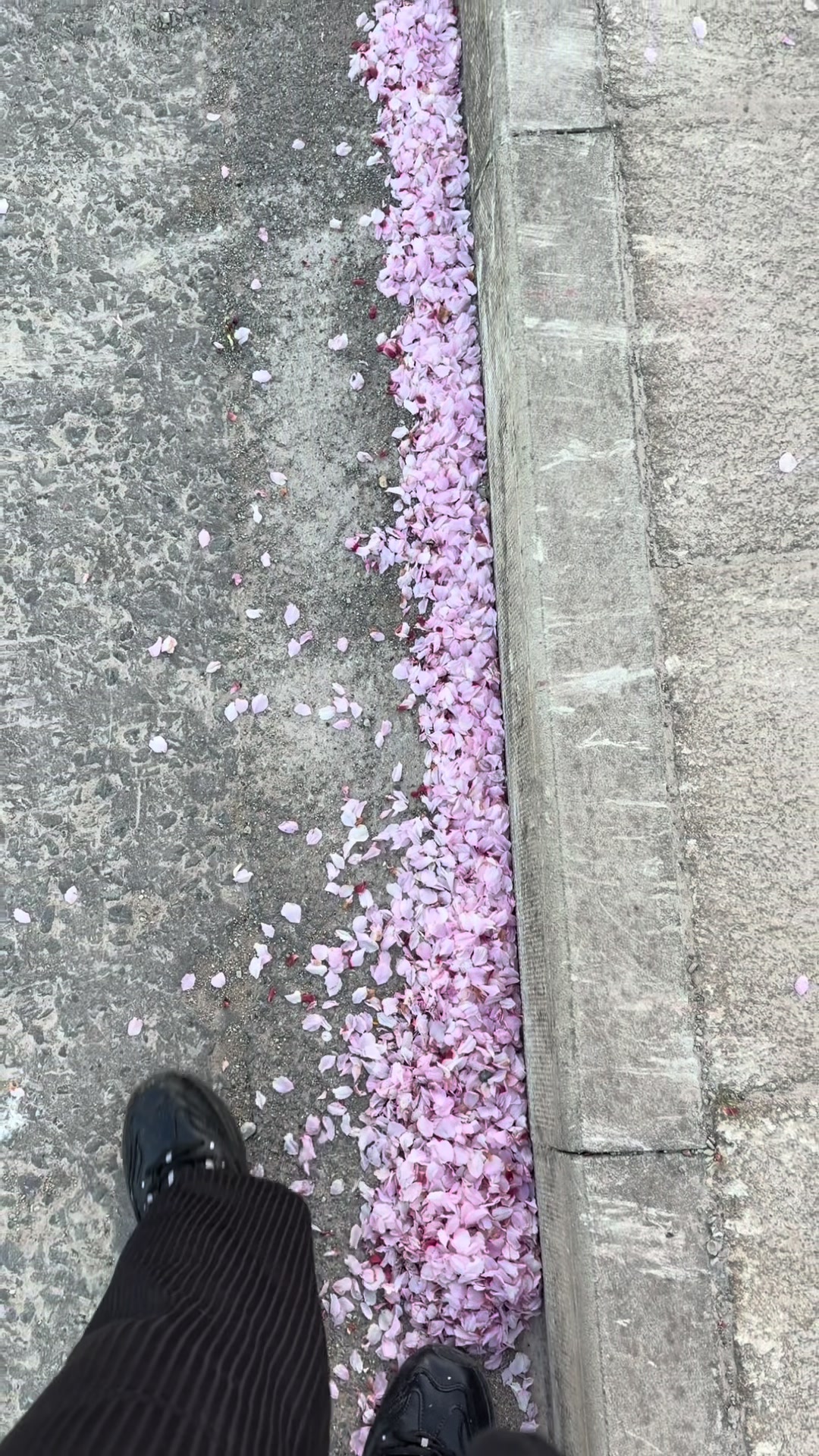 @Aleena🇬🇧🌸