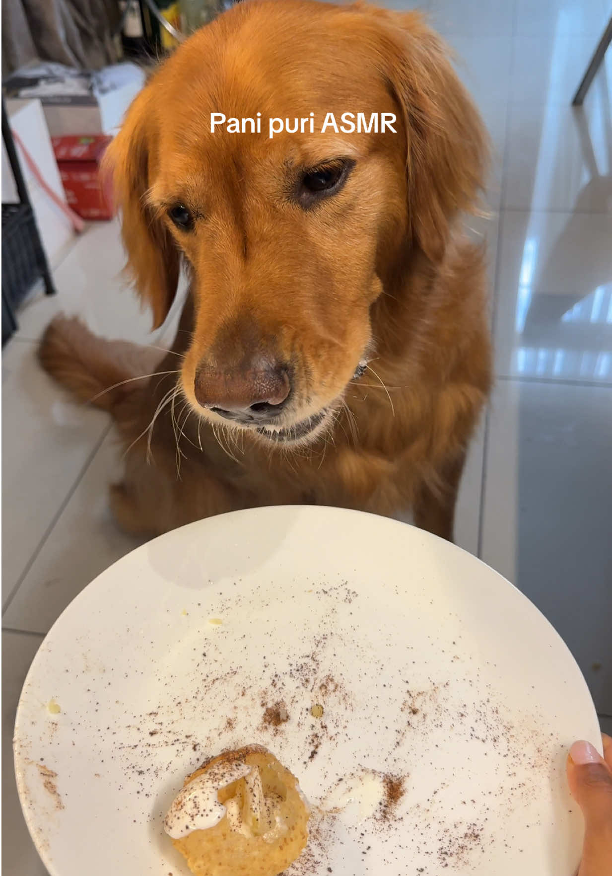 @Bentley the Spicy Golden🌶️
