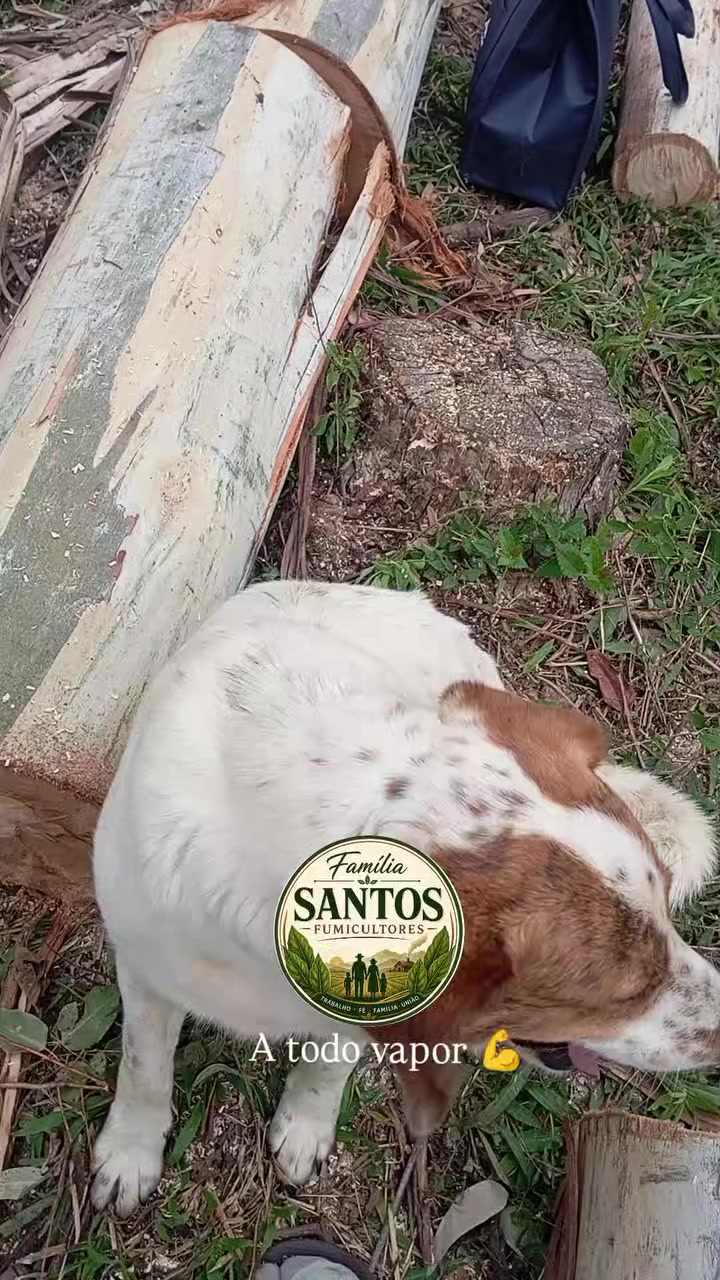 @Familia_Santos_fumicultores🌱