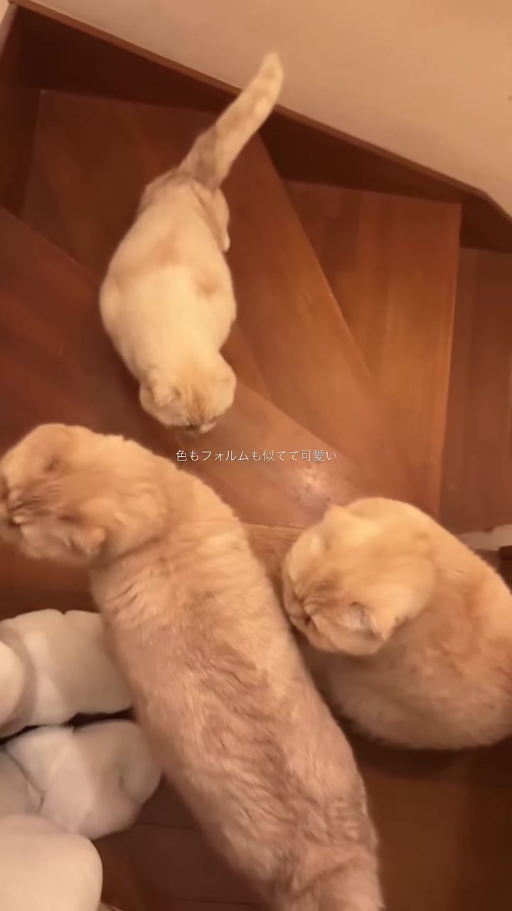 @ワタシの可愛い天使達💘