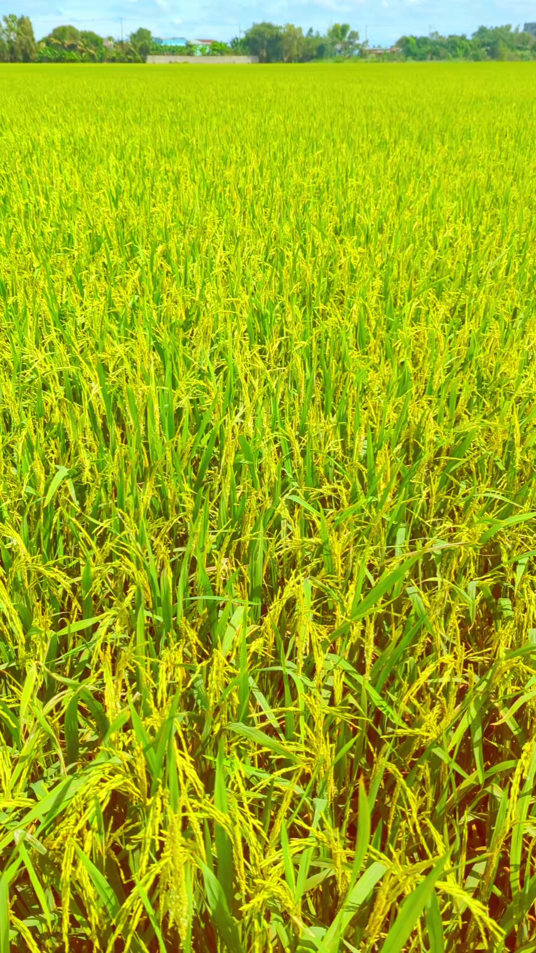 @Hồ Nguyên