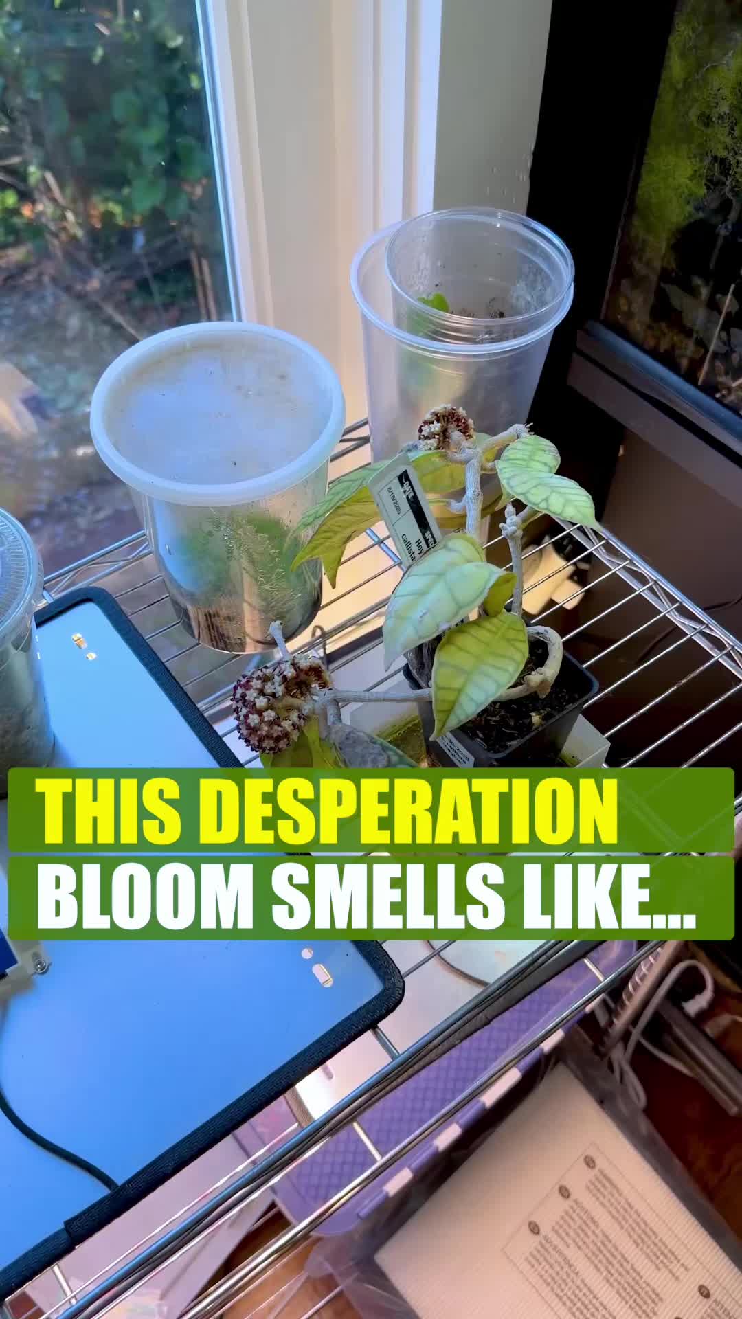 @FancyPlantsLA