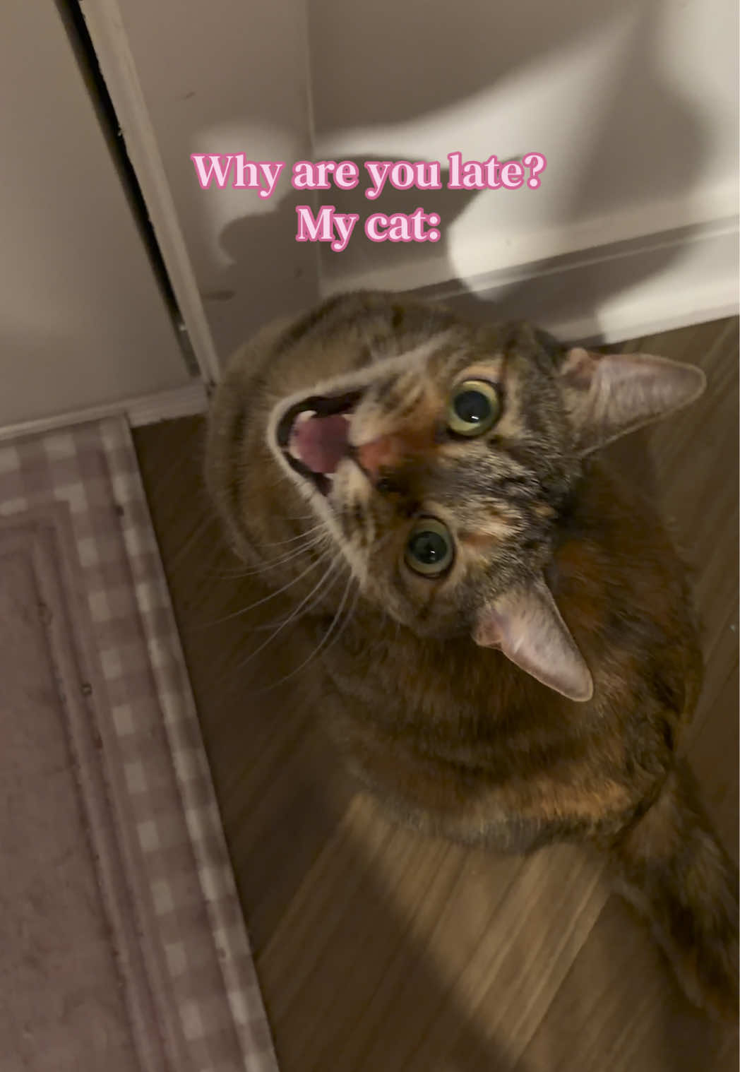 @Petal the kitty