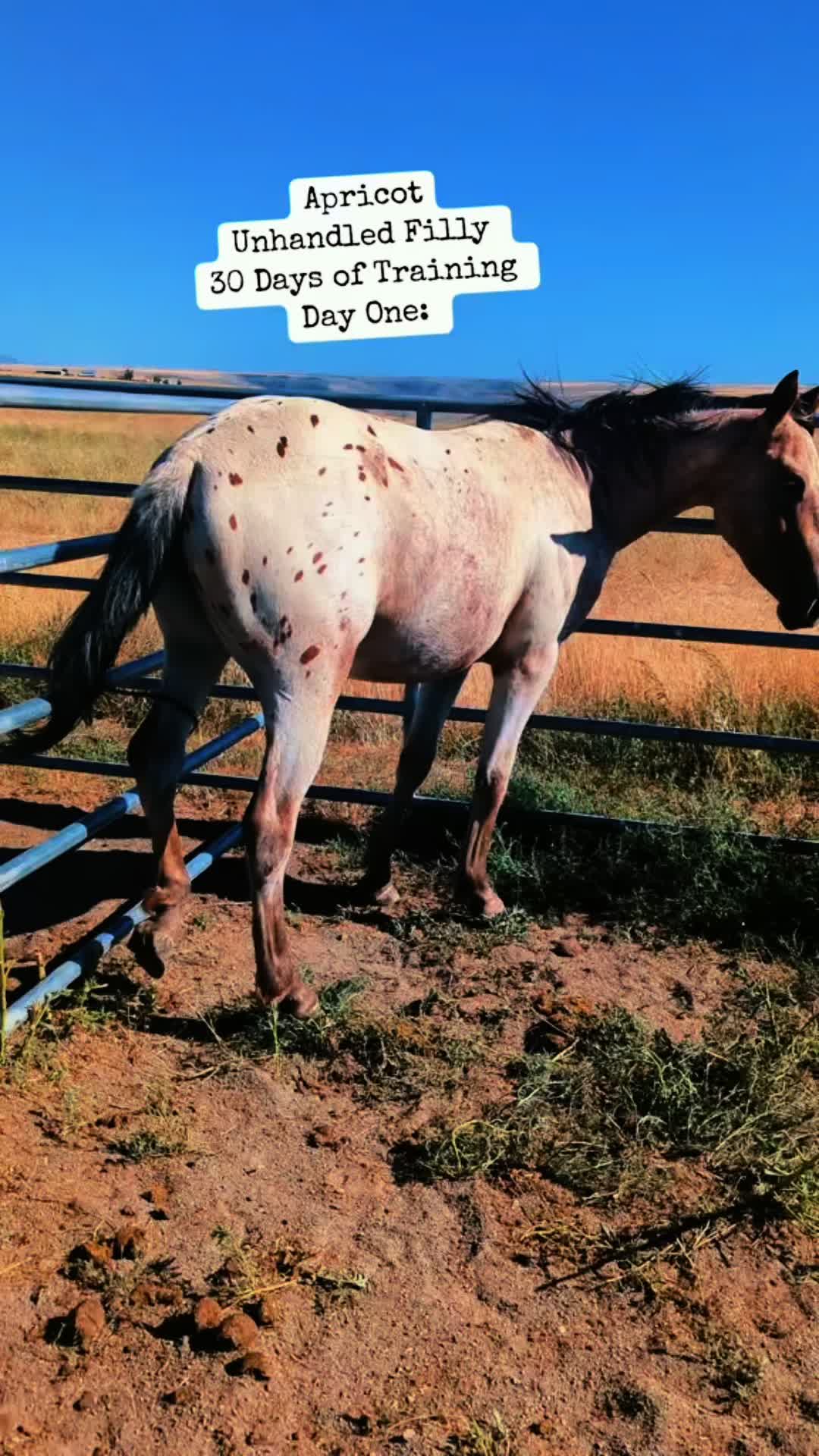 @Cowgirl Tuff Colt Training ❤️