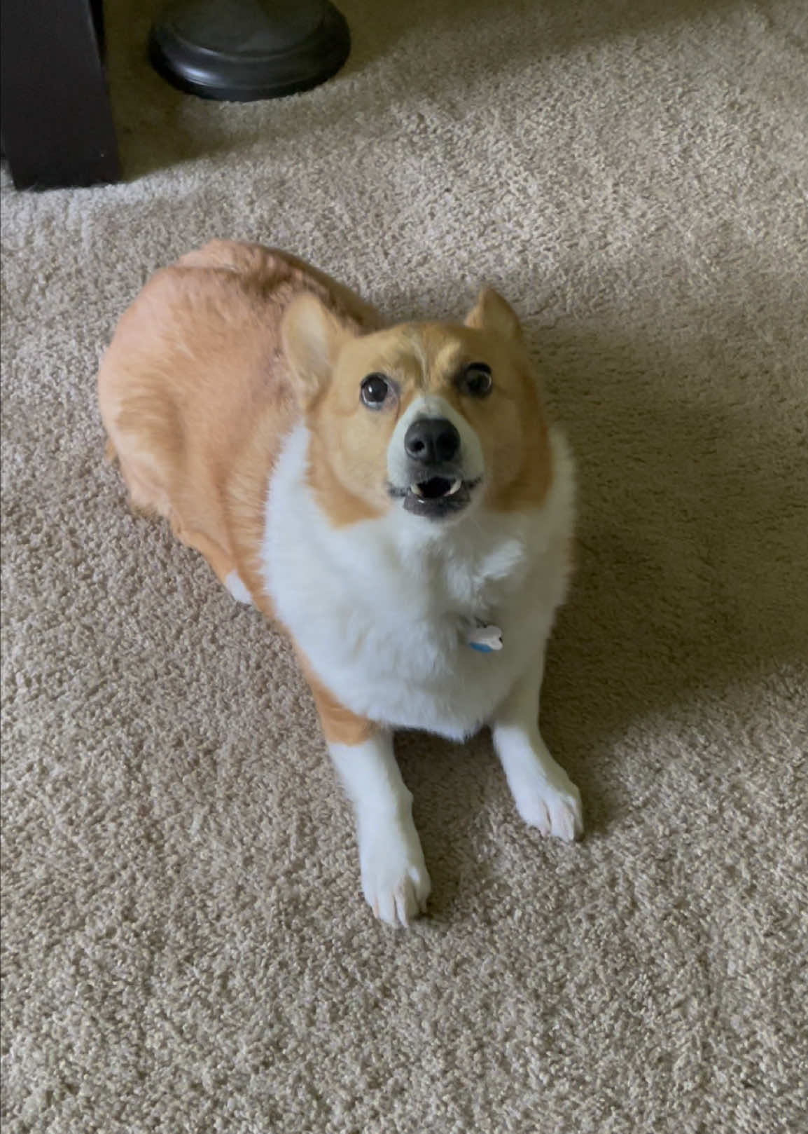 @Charlie the Corgi