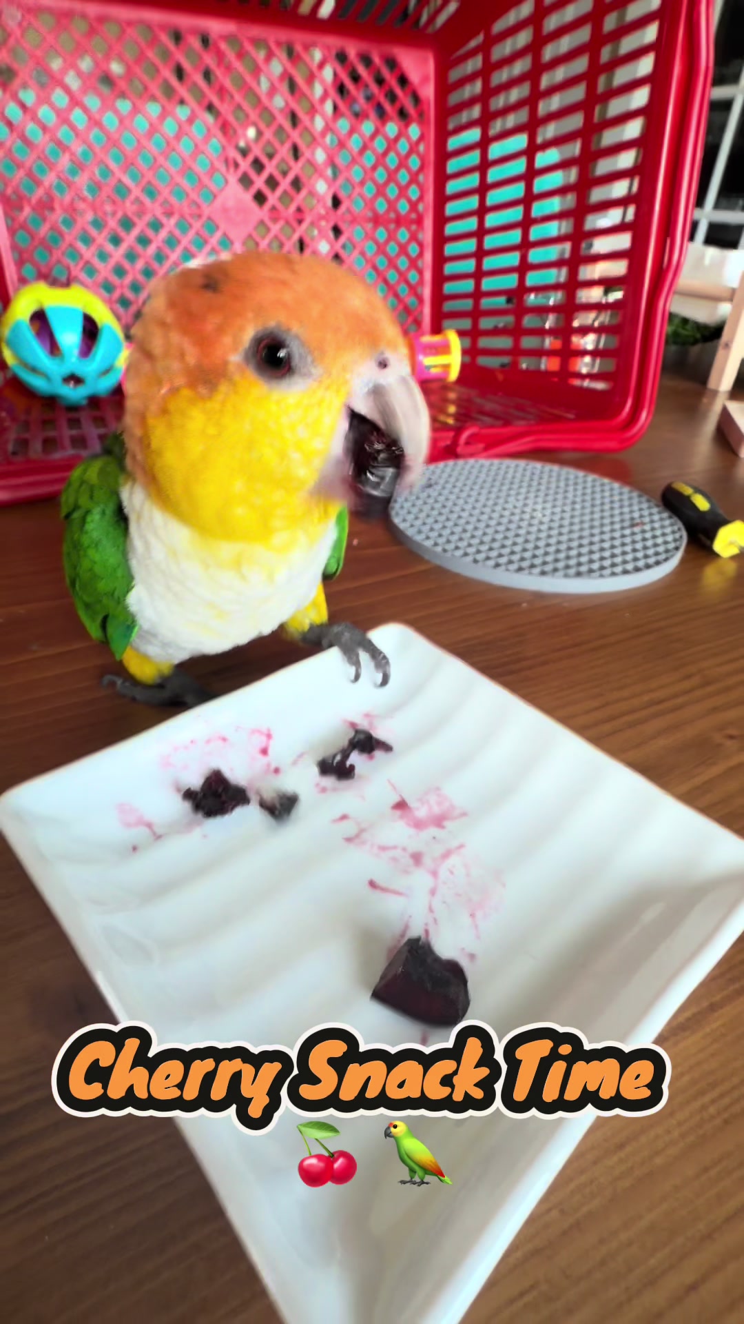 @Kyle The Caique