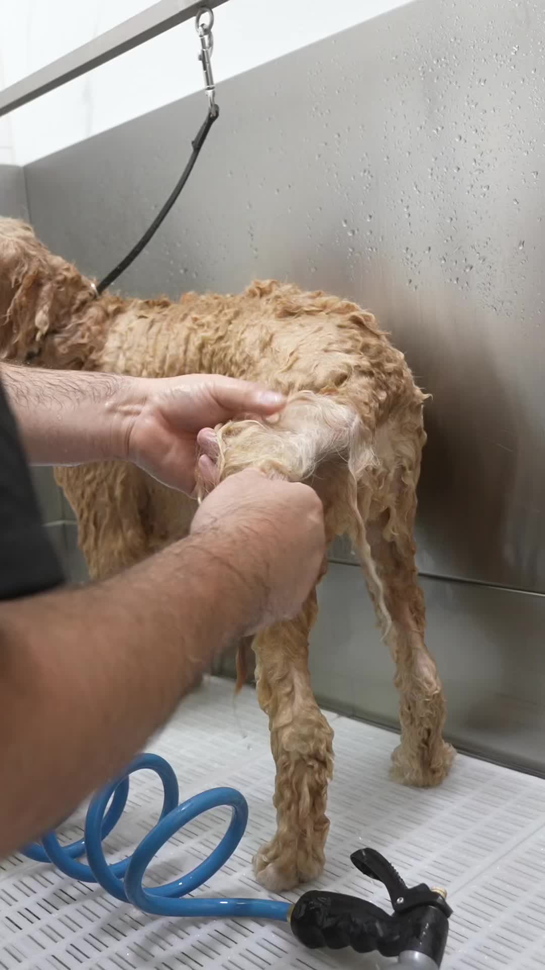 @NorCal Grooming Academy