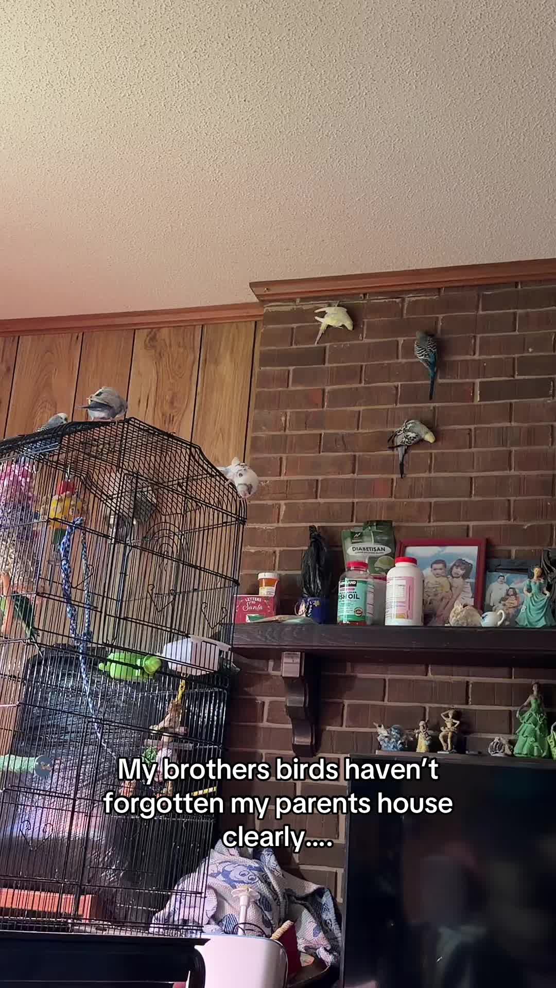@PikaBoo & Friends 🦜