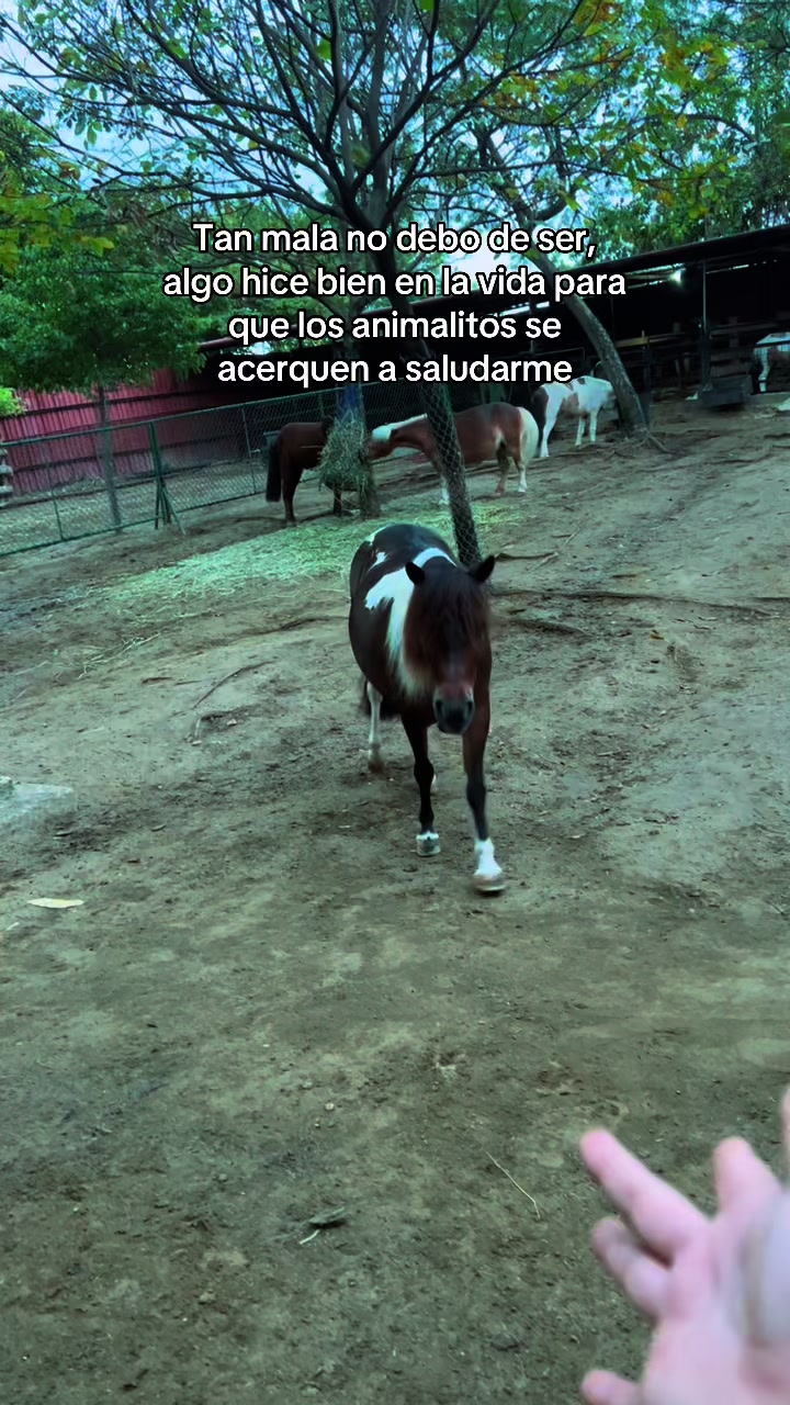 @vanessa