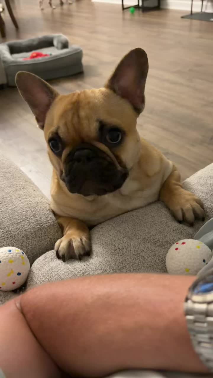 @Archie The Frenchie