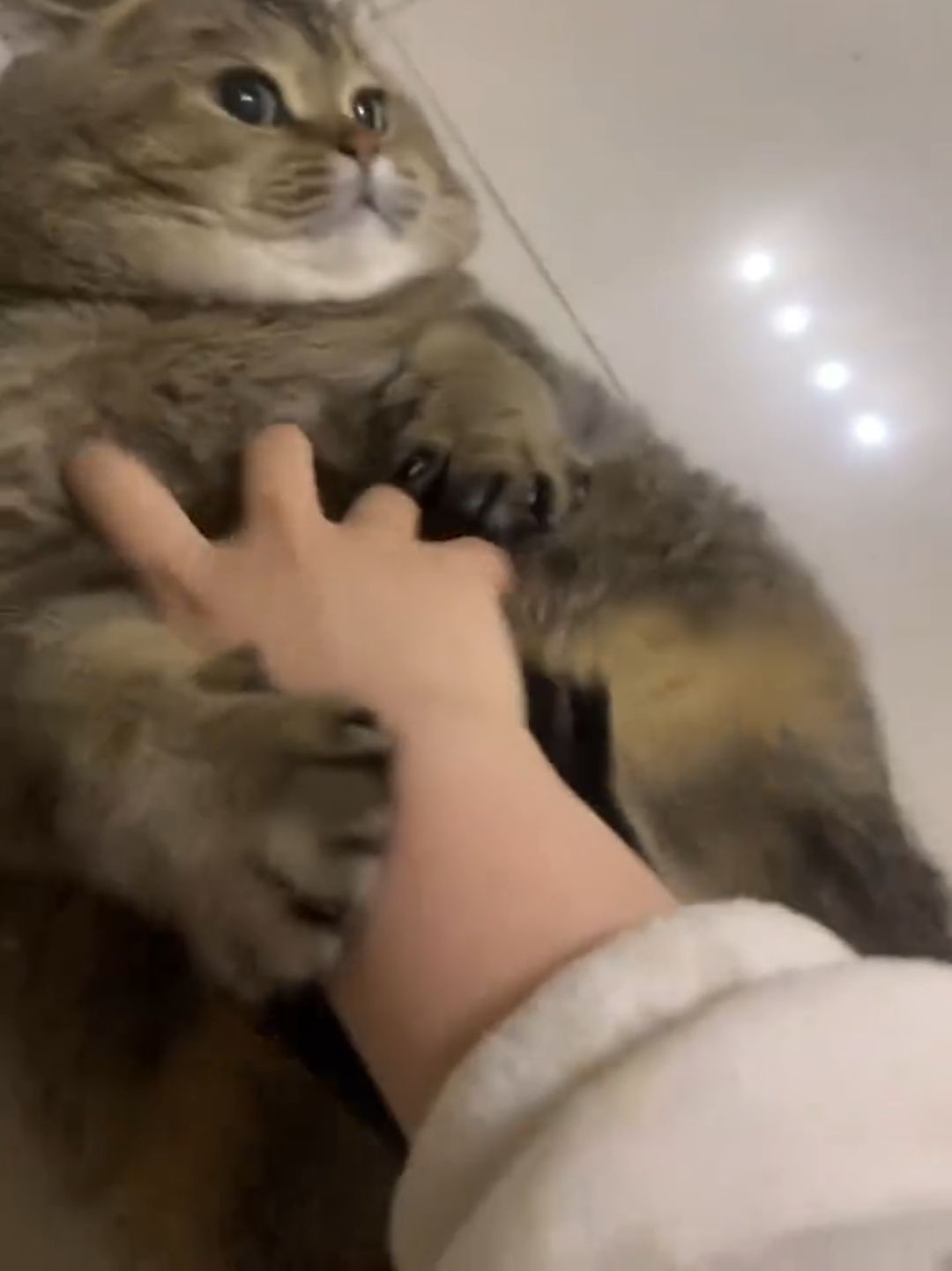 @Chonky World Of Cats