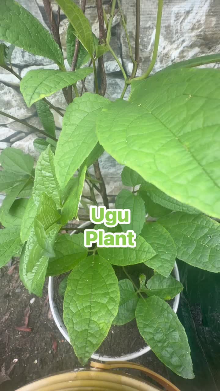 @Grace’s garden