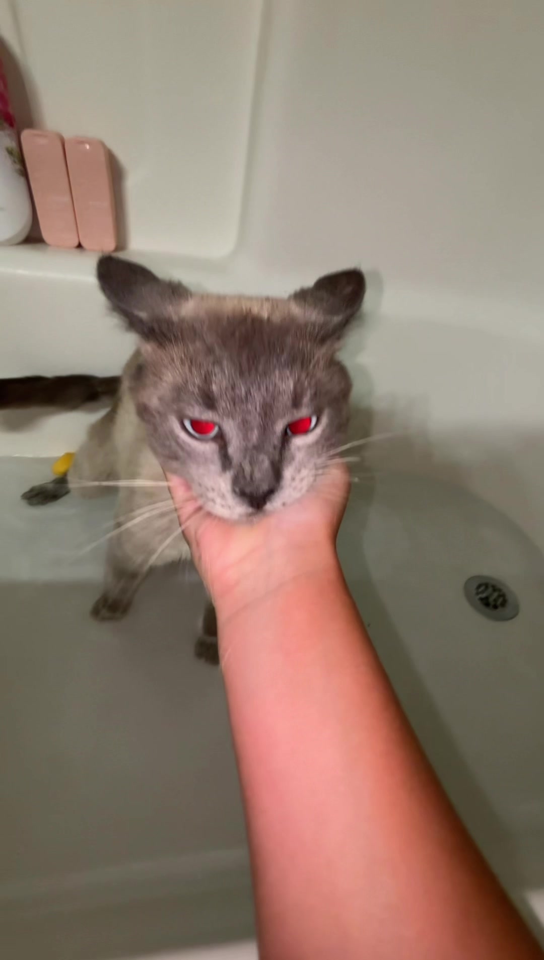 @Smokey the kitty😼