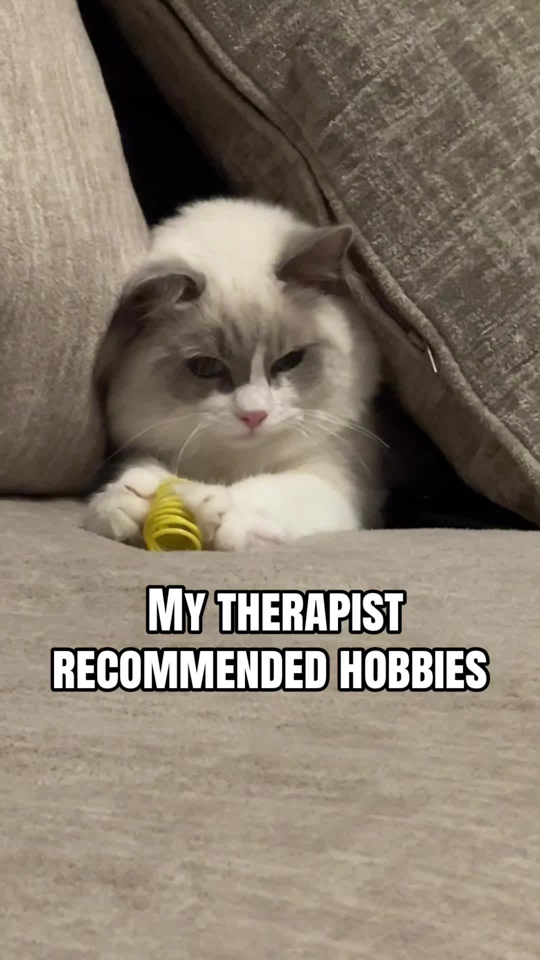 @Milo The Ragdoll Cat
