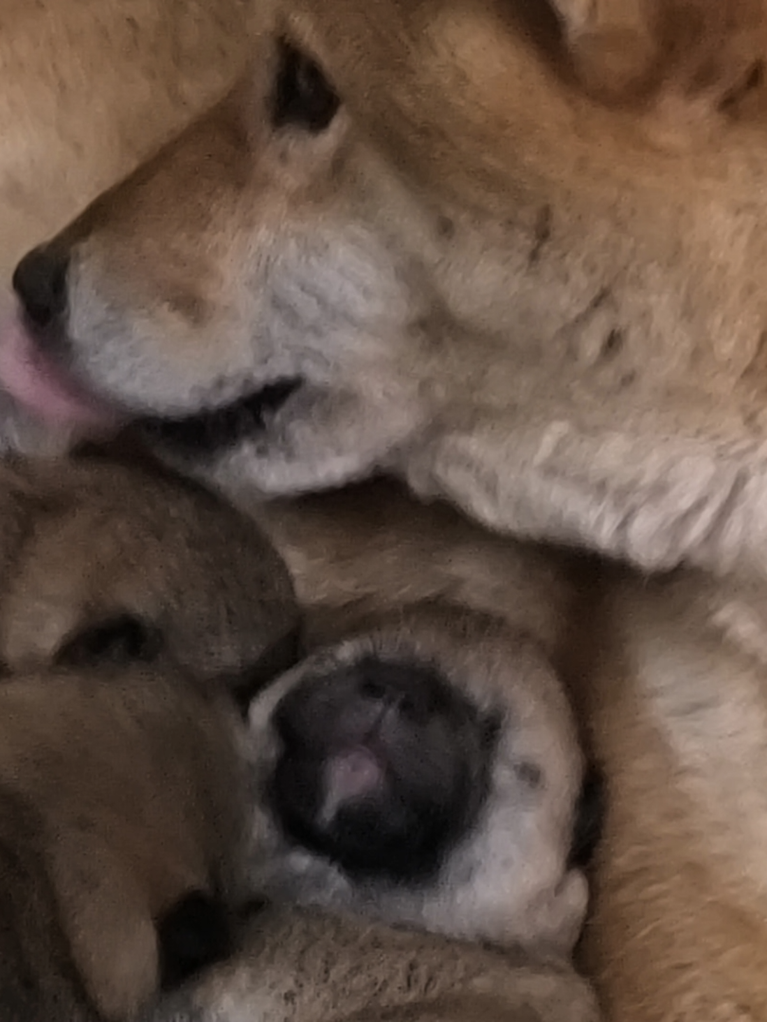 @Demona's Hellhounds Kennel