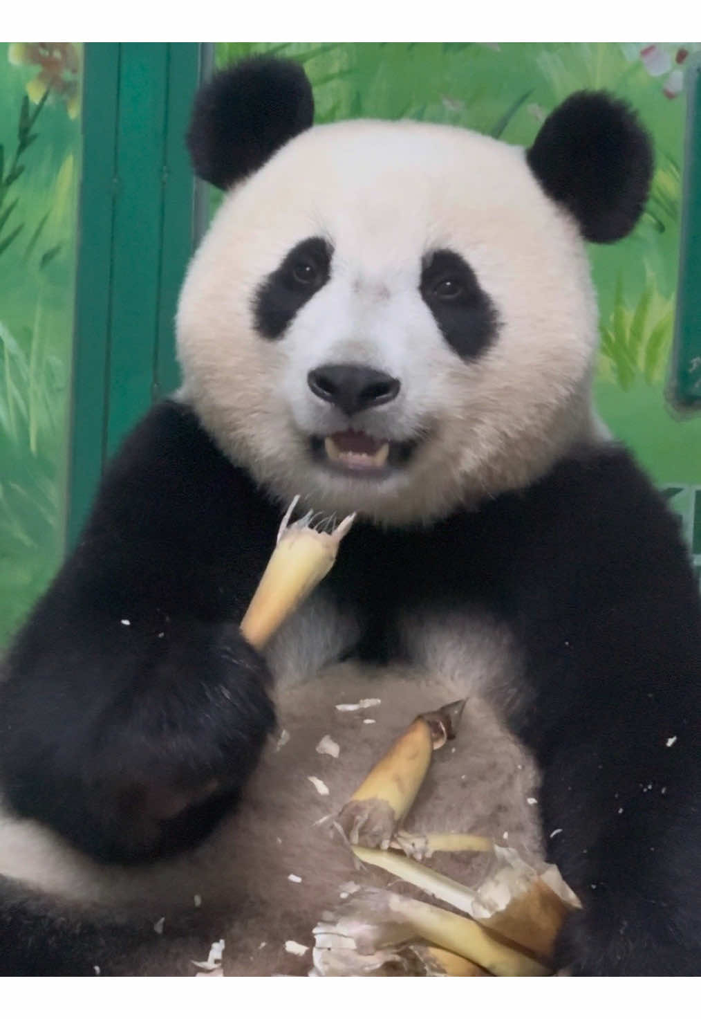 @熊猫妹珠🐼