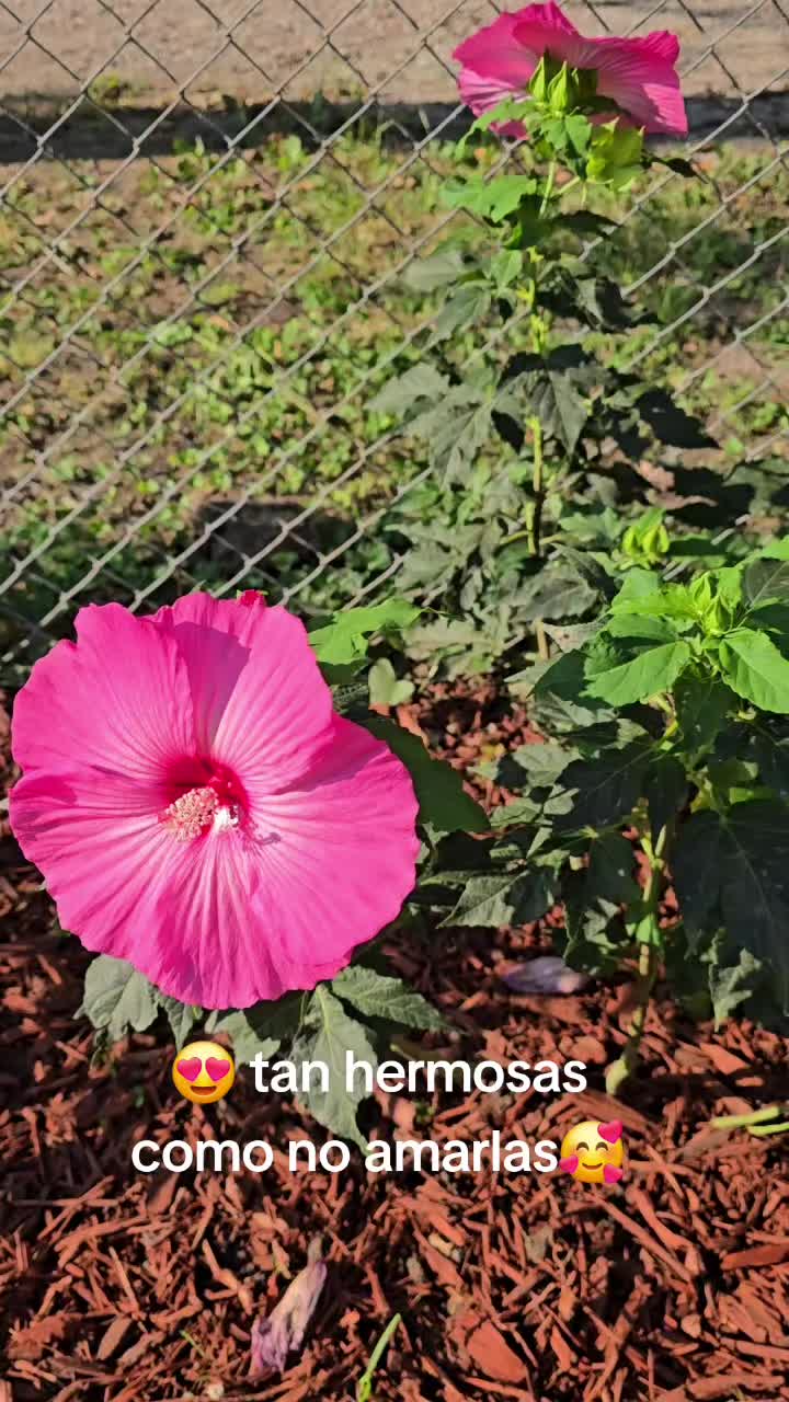 @.V🌻
