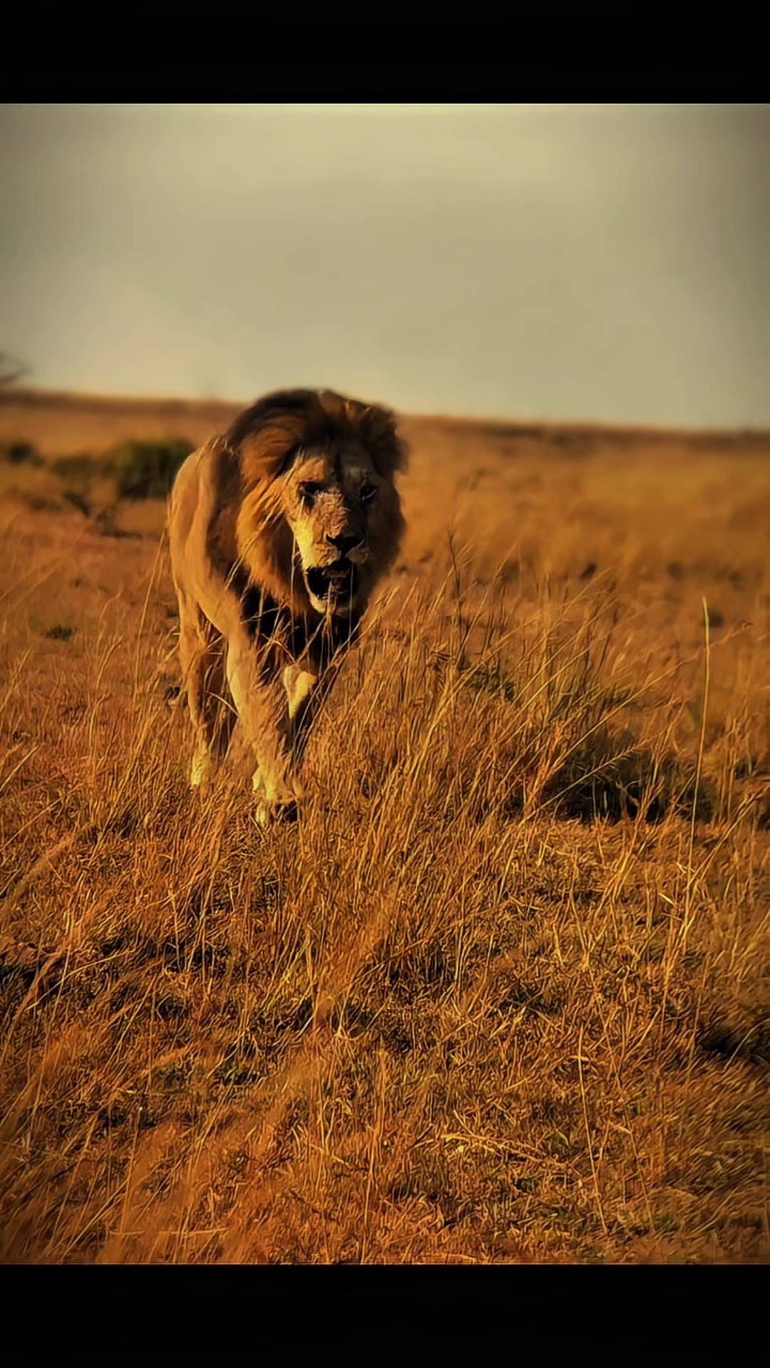 @lion_world5