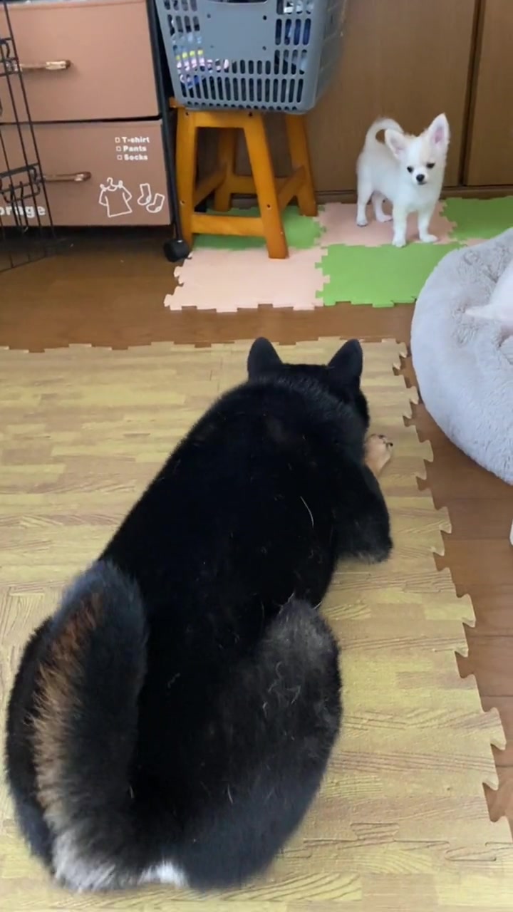@まろたん🐕