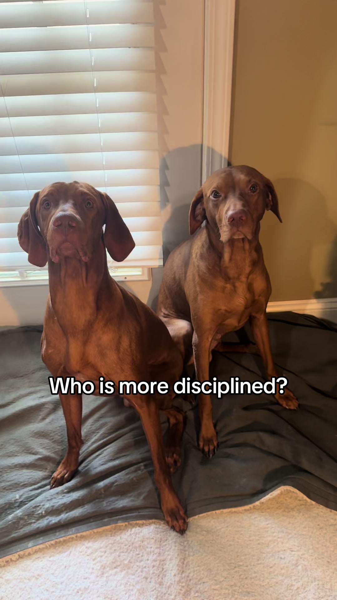 @Tycho the vizsla