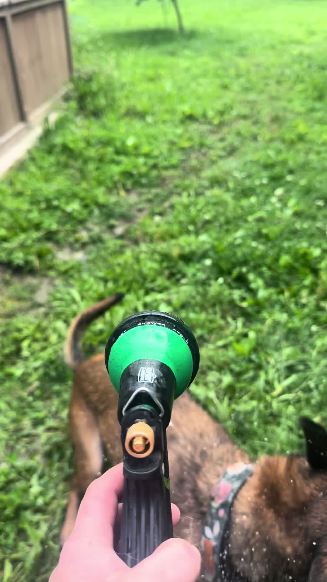 @the_crazy_k9_crew