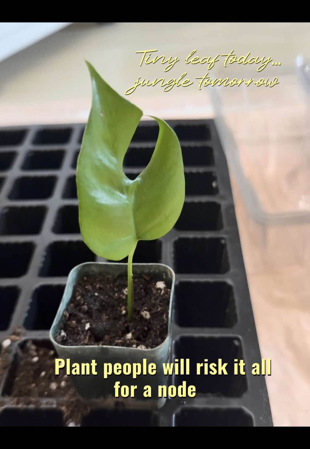 @plant_trappin_apothecary