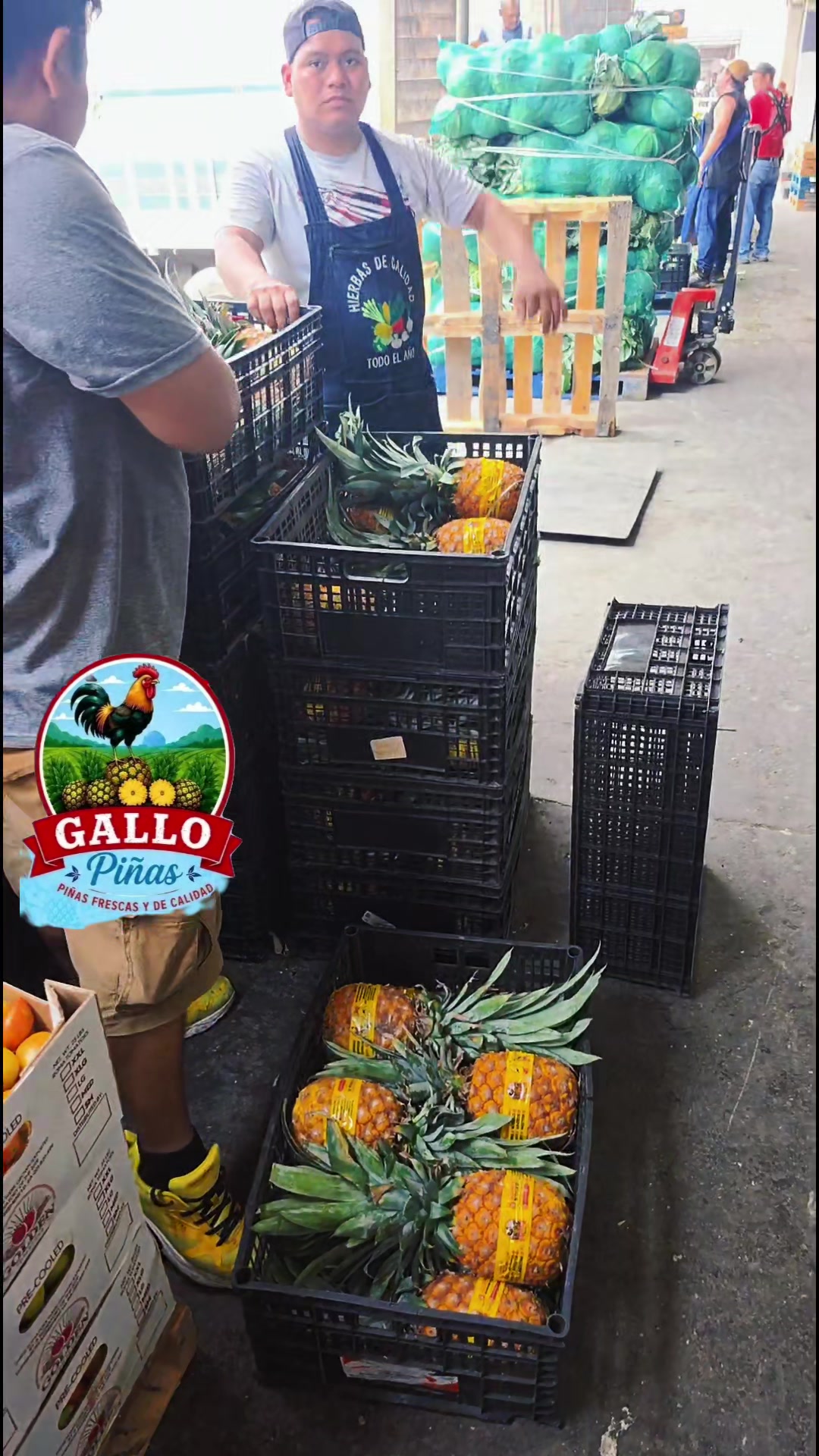 @Elgallocebollas🐓🧅🍍🍉