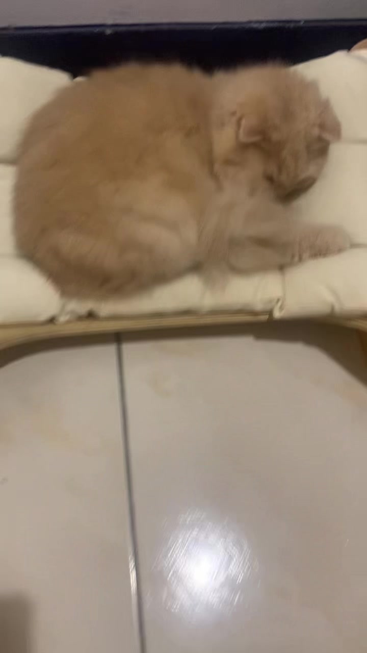 @芒果貓帝Mango cat