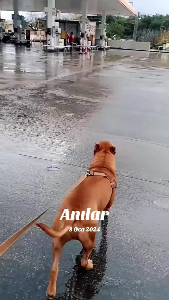 @pitbulll👑