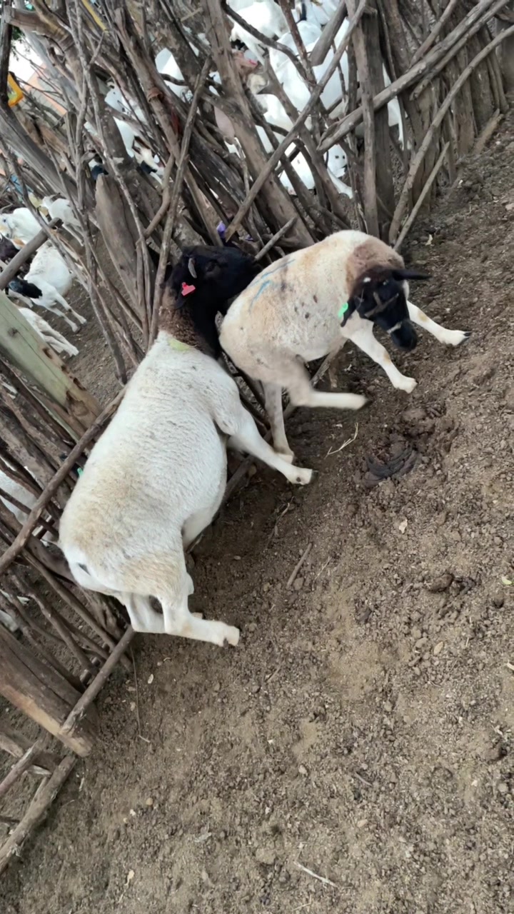 @DorperfarmsKE
