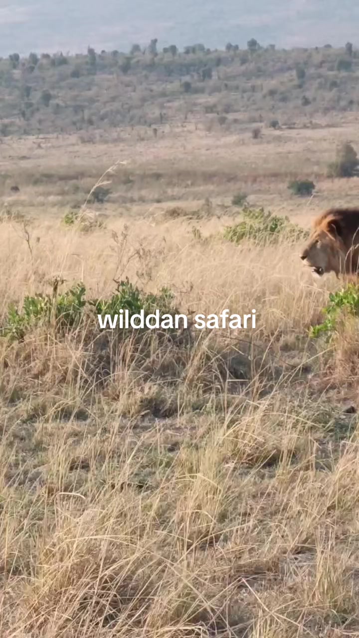@WildDan