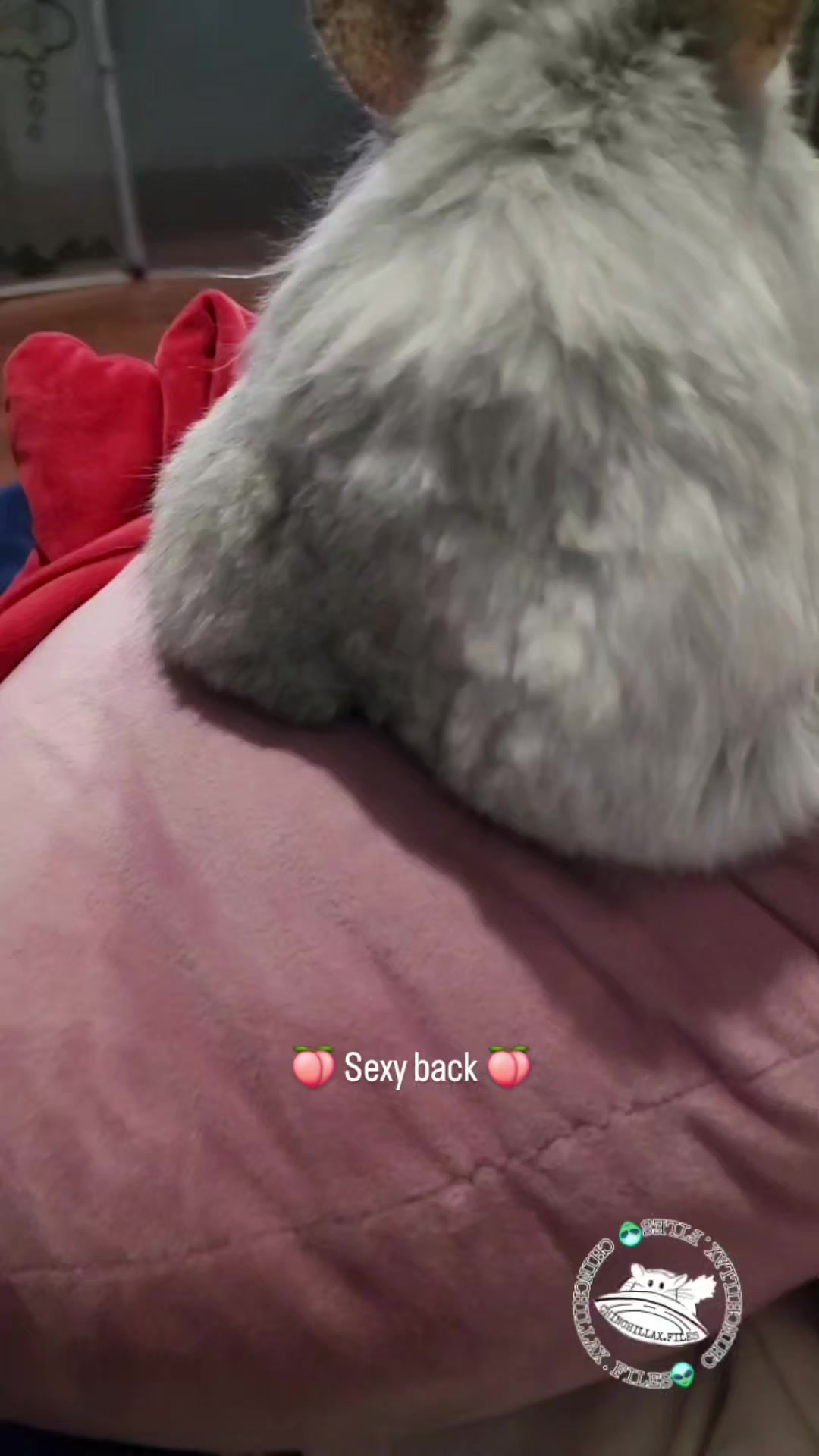 @Kuzco the Chinchilla