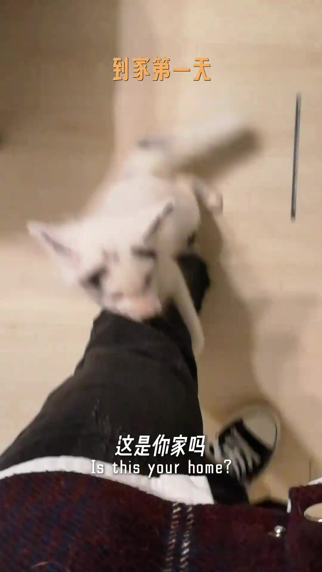 @wenping304