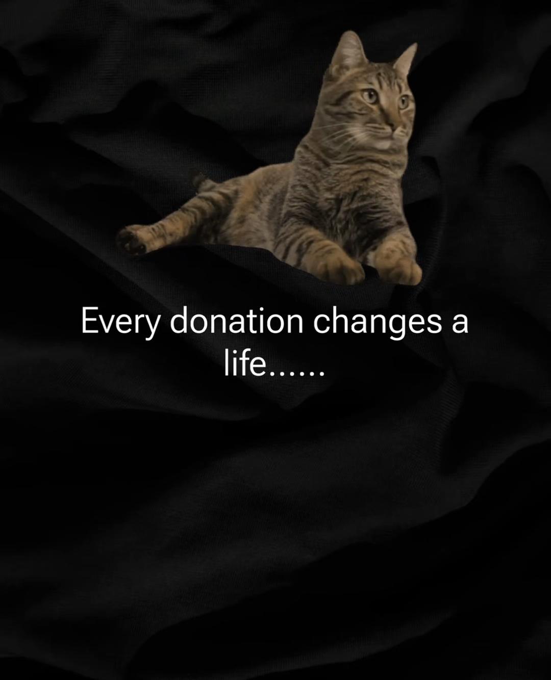 @North Toronto Cat Rescue