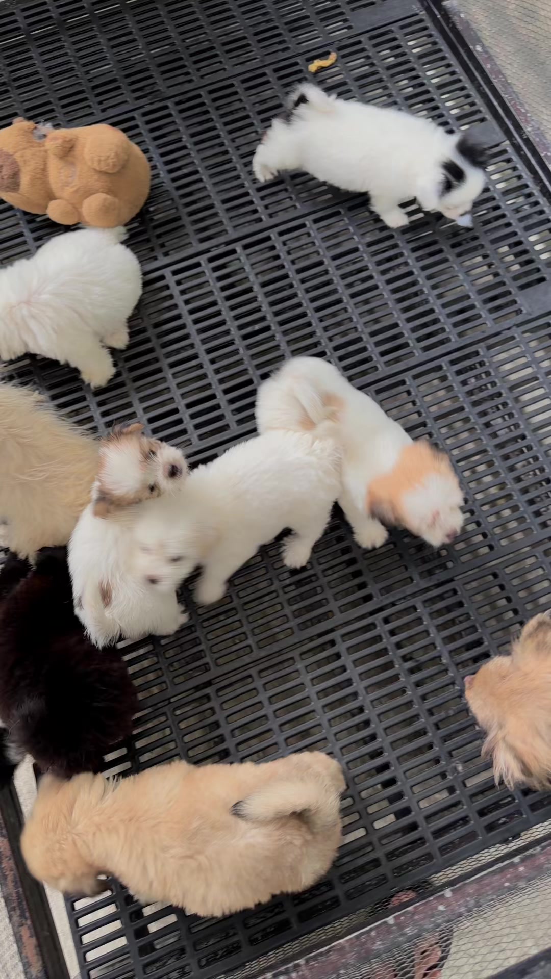 @Sky Pet Shop MDY 2