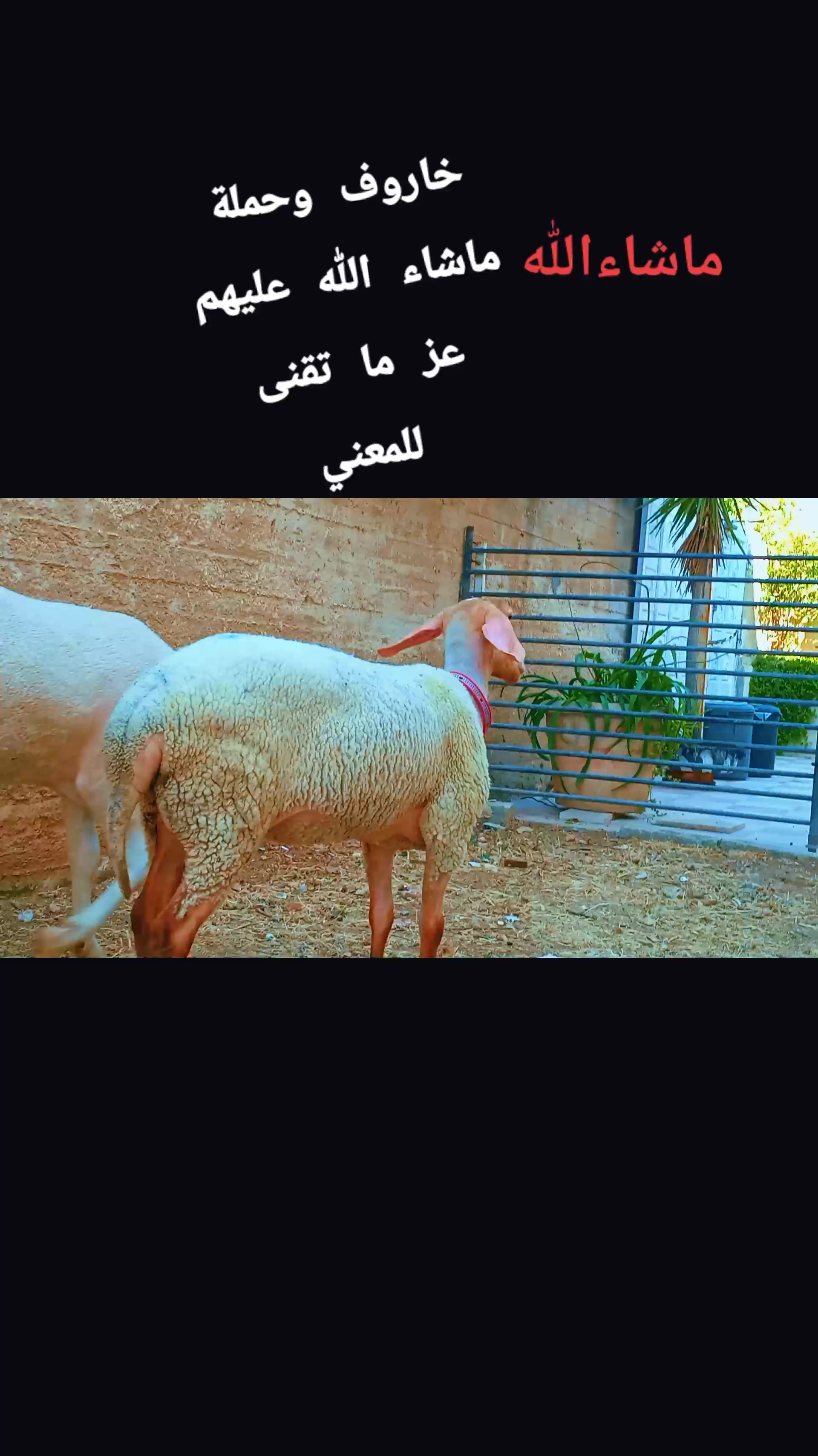 @bashar