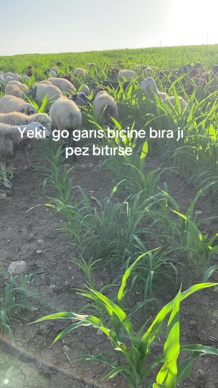 @Sedat abir