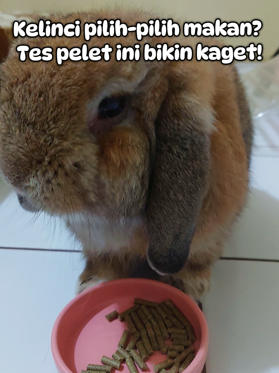 @Zada The Bunny
