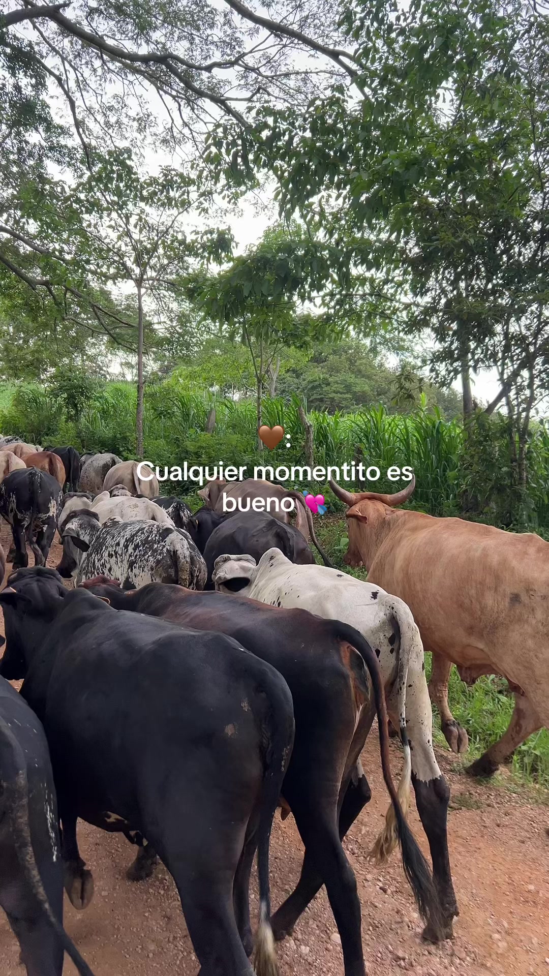 @_Ingeniero_Zeledon🤠🍀🕺