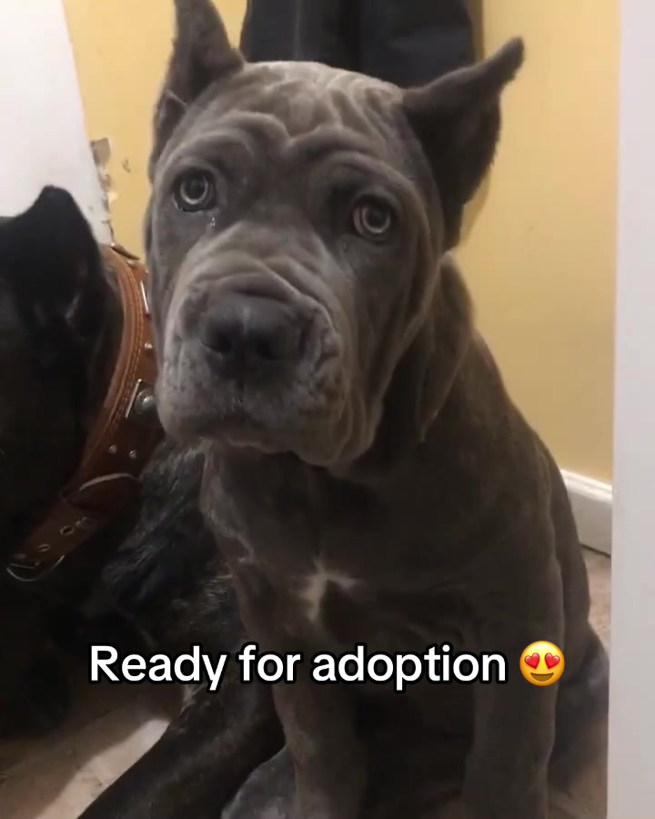 @CaneCorso